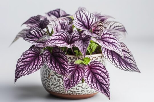 Purple Waffle Plant Hemigraphis Alternata In A White Pot On A White Background. Generative AI