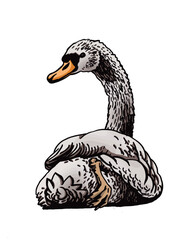 Color swan isolated on white, graphical drawing ,vector illustration