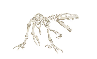Graphical color skeleton of raptor isolated on white, vector illustration, paleonthology