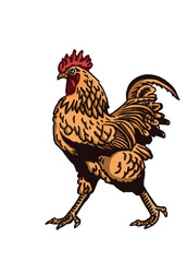 Vector color rooster walking isolated on white background,graphical illustration