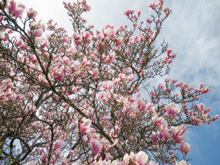Pink blossoms in spring in Germany