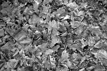 Black and white image of frozen leaves on the ground in autumn.