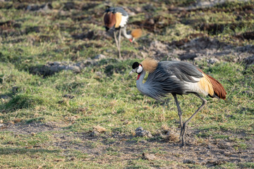 African Crowned Crane bird, in Amboseli National Park Kenya