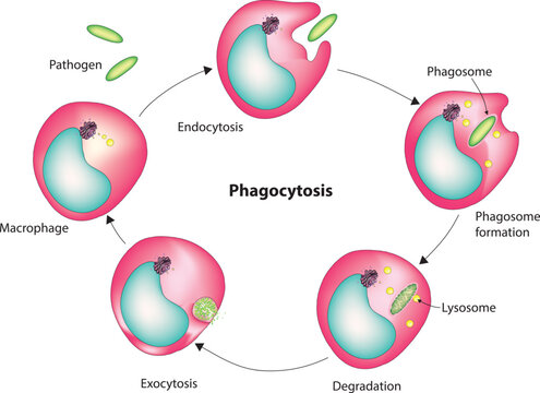 Phagocytosis
