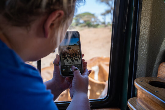 Woman takes a photo of cattle crossing the road in front of the vehicle, through the car window