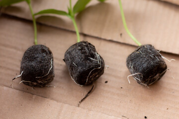 Cucumber seedlings grown in a peat tablet.