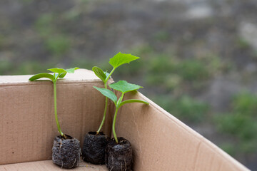 Cucumber seedlings grown in a peat tablet.
