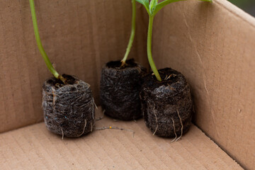 Cucumber seedlings grown in a peat tablet.