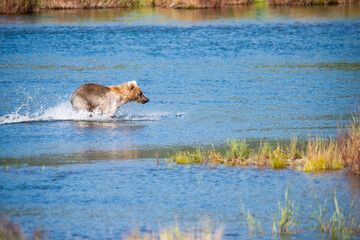 a bear runing in the water 