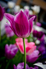 Fototapeta premium Tulip flower with green leaf background in tulip field at winter or spring day for postcard beauty decoration and agriculture concept design.