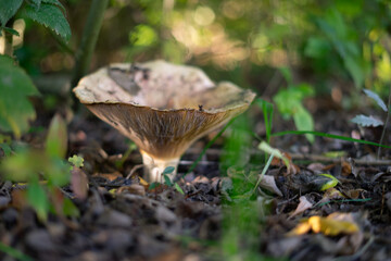 mushroom in the forest