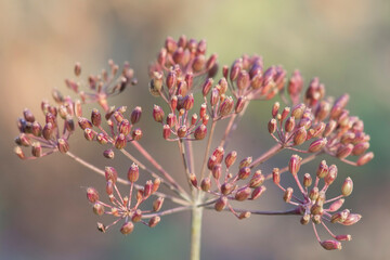 Fototapeta na wymiar Dill seeds in summertime. Flowering season. Harvest of Condiment. Selective focus. Close up