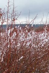 snow covered tree