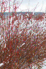 snow covered tree