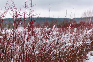 wild roses in winter