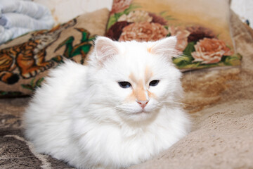 White fluffy cat with blue eyes sleeps on bed