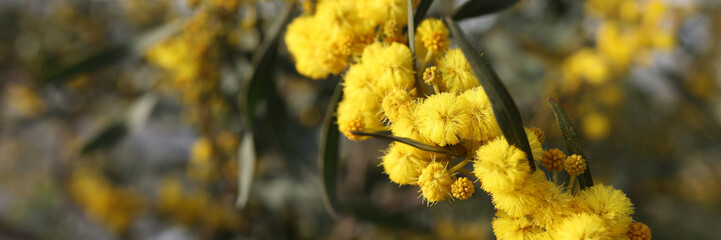 Yellow ball of mimosa flowers in field