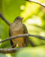 Brown Blackbird perched on a tree branch