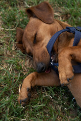 La correa del sueño: cachorro Dachshund con su correa en la boca mientras duerme