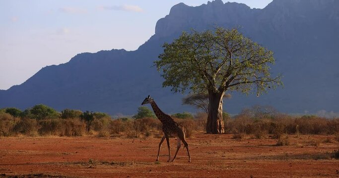 A giraffe walks in the savannah
