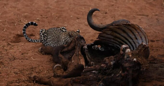A leopard eats a buffalo in the savannah