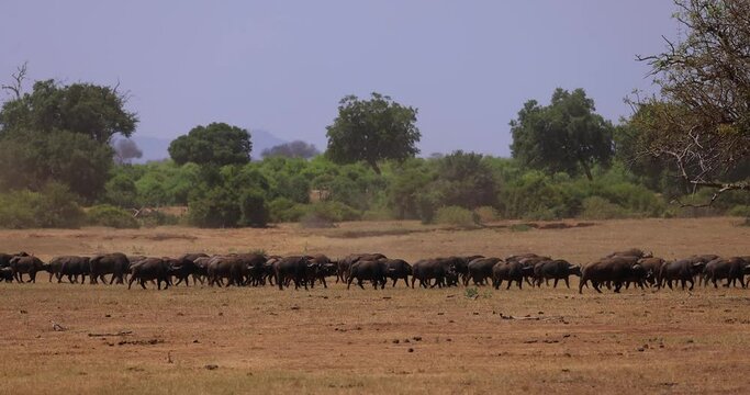 Thousands of buffaloes walk in the savannah