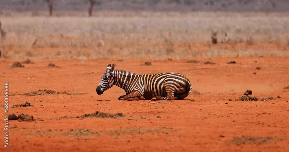 Canvas Prints a zebra rolls in the dust in the savannah