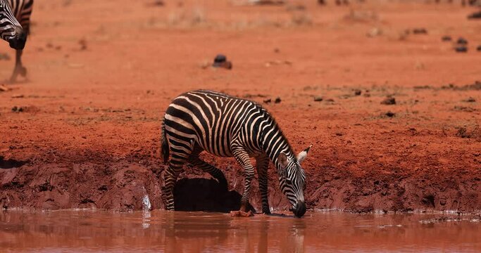 A zebra drinks water in the savannah