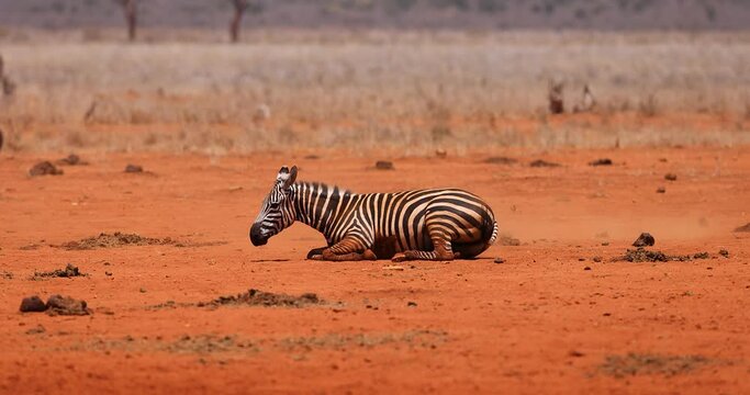 A zebra rolls in the dust in the savannah