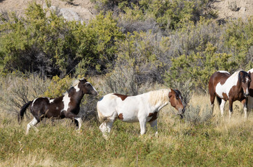 Wild Horses in Autumn in the Wyoming Desert