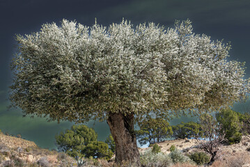 Olive tree in winter in the mountains of Alicante, Spain