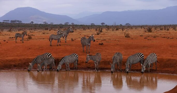 Zebras drink water in the tsavo reserve