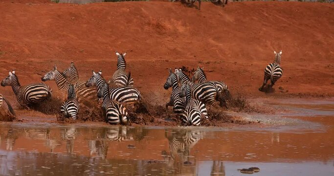 Zebras scared at a watering hole in tsavo game reserve