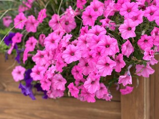 Pink petunia flowers in wooden box. 