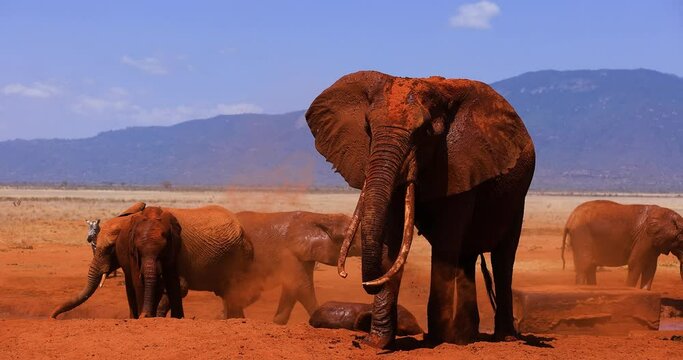 An elephant throws up dust in the tsavo reserve
