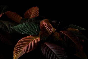 Detailed Leaves on a dark Backround. High Details. Realism. Creative AI Wallpaper. Created by generative AI