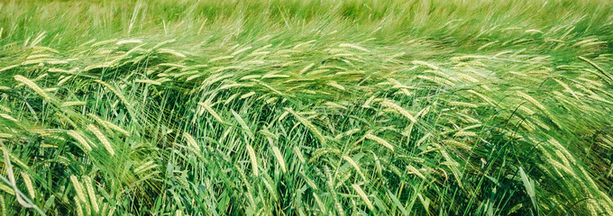 Green ears of wheat