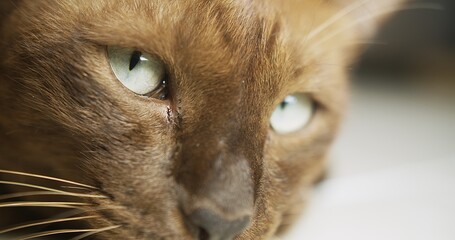 Portrait macro closeup face of adorable animal pet cat eye with beautiful green color looking out...