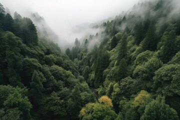 Fototapeta premium Landscape view of foggy forest in the mountains in the morning Generative AI