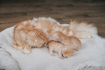 cute kittens and red cat