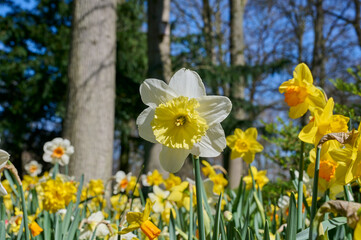 white daffodil with yellow heart rises above the mixed daffodil field