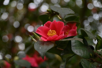 red and white flower