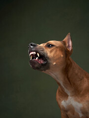 Funny dog in a hat. Happy American pit bull terrie grinning, showing teeth on a green background
