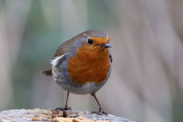 Robin (erthacus rubecula) on a fence post