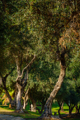 Fototapeta premium Lush trees growing in park