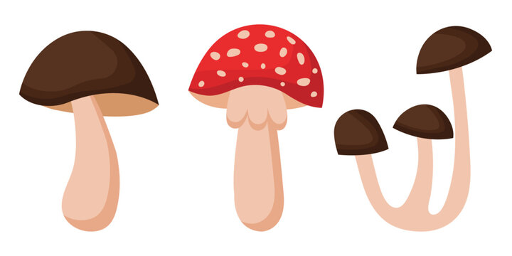 Collection of various mushrooms on a white background.
Set of vector illustrations of poisonous and edible mushrooms. Types of forest mushrooms.