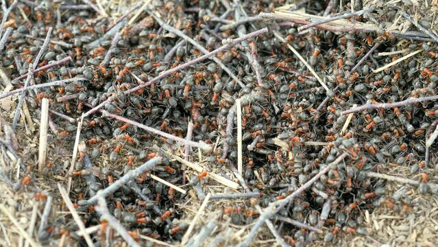 Detail of working forest ants. Wild ants build their anthill from needles and pieces of bark.