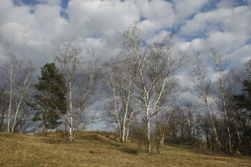 trees in the field