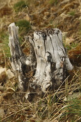 stump in the meadow