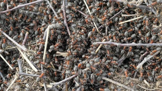 Needles in middle of wild ants build their anthill. Ant family - colony cooperate on new ant hill building. 